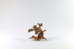 aquadecor Aqua Bonsai S